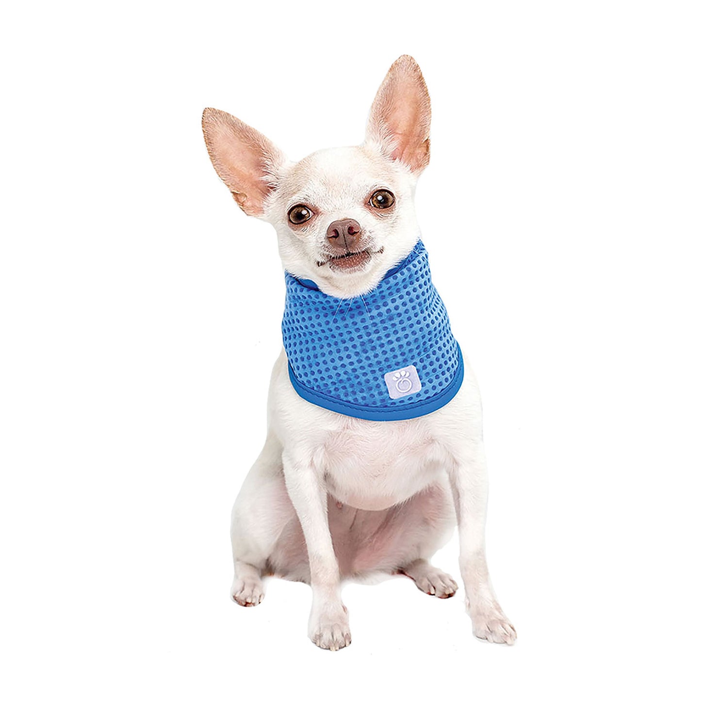 Small dog wearing a blue cooling vest on a white background