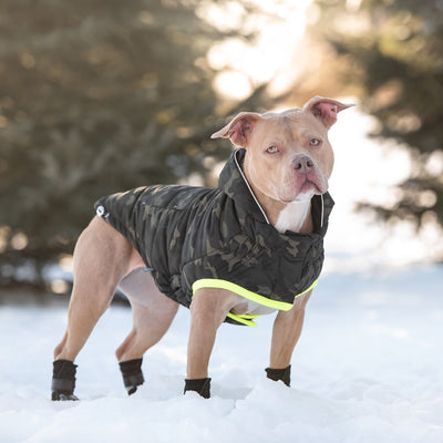 Dog wearing a camouflage coat with a yellow stripe in the snow