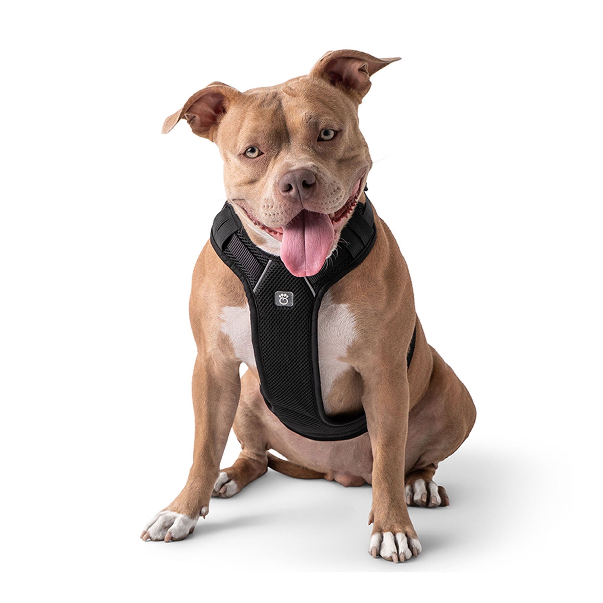 Dog wearing a black harness on a white background
