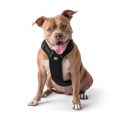 Dog wearing a black harness on a white background