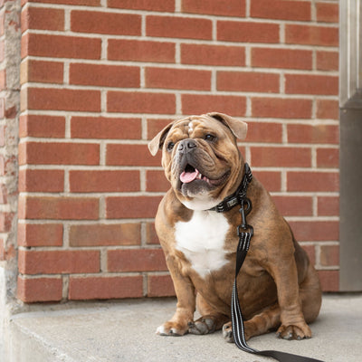Brown and white dog sitting on a leash against a brick wall.