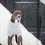 Dog wearing a gray sweater standing in the snow