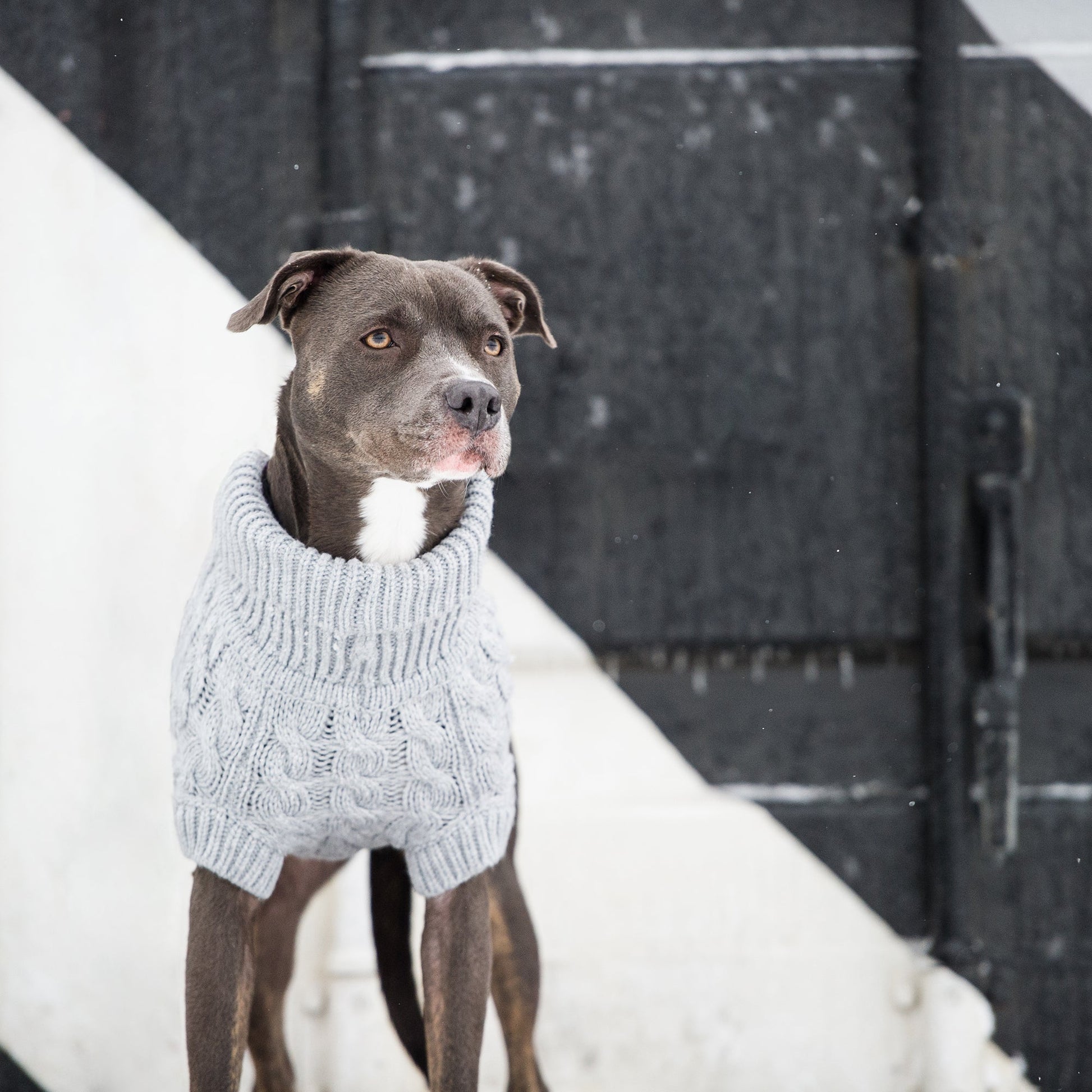 Dog wearing a gray sweater standing in the snow