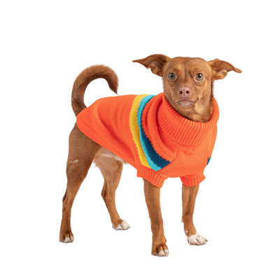 Dog wearing an orange sweater with colorful trim on a white background