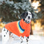 Dalmatian dog wearing an orange sweater with colorful stripes in a snowy outdoor setting.