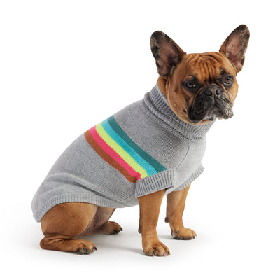 Dog wearing a gray sweater with colorful stripes on a white background