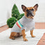 Dog wearing a gray sweater with colorful stripes, standing on a striped rug with a Christmas tree in the background.