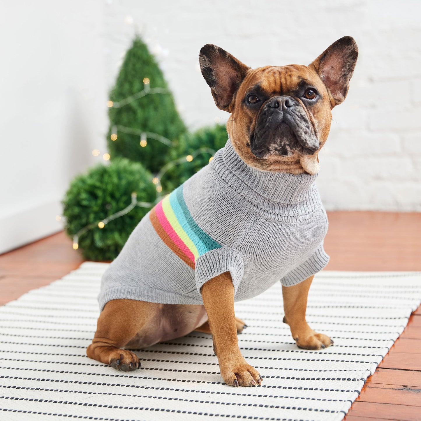 Dog wearing a gray sweater with colorful stripes, standing on a striped rug with a Christmas tree in the background.