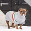 Dog wearing a gray sweater with rainbow stripes standing in the snow.