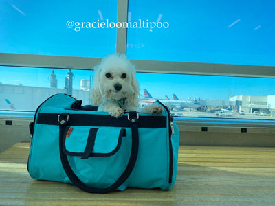 Small white dog in a teal pet carrier at an airport.