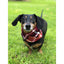 Dog wearing a plaid scarf standing on grass