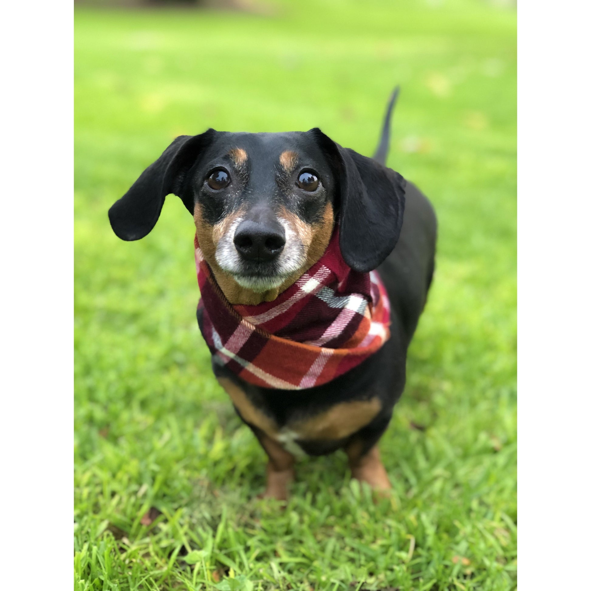 Dog wearing a plaid scarf standing on grass