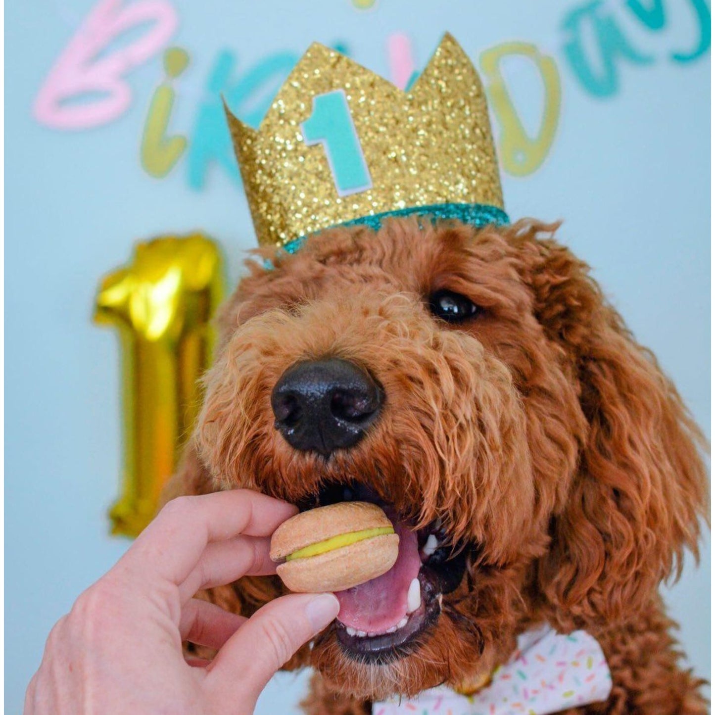 Dog wearing a gold crown with a number '1' and eating a macaron, with 'Happy Birthday' balloons in the background.