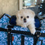 Small white dog in a blue floral-patterned pet carrier.