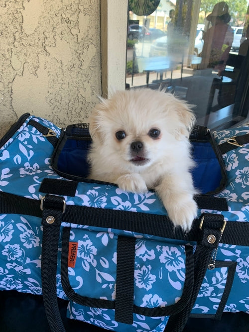 Small white dog in a blue floral-patterned pet carrier.