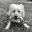 White dog with a rope toy in its mouth on grass