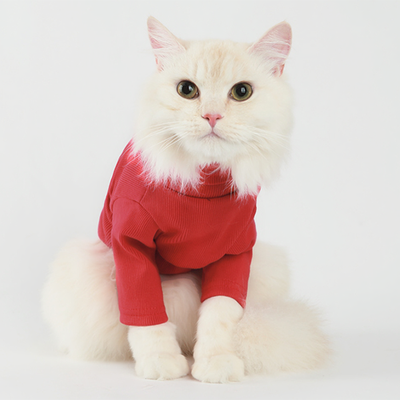 White cat wearing a red sweater on a white background