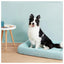 Dog sitting on a blue pet bed with a light blue wall and wooden floor in the background.