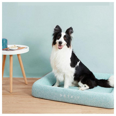Dog sitting on a blue pet bed with a light blue wall and wooden floor in the background.