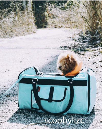 Turquoise duffel bag with a small dog inside, on a snowy path.