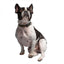 Dog wearing a collar on a white background