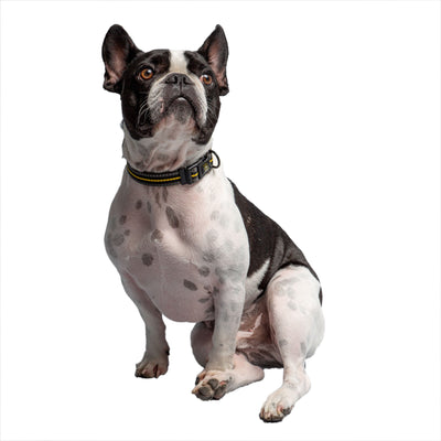 Dog wearing a collar on a white background