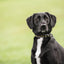 Black dog with a collar sitting outdoors on a grassy background