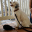 White dog on a leash sitting on a wooden deck with a person partially visible