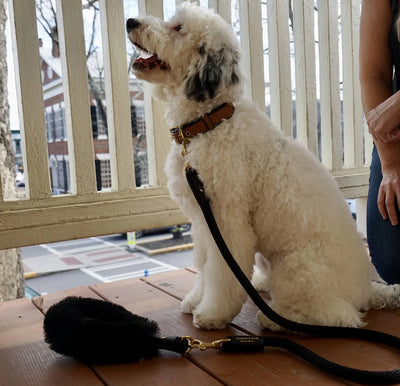 White dog on a leash sitting on a wooden deck with a person partially visible