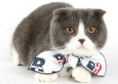 Cat wearing a decorative bow tie with a white background