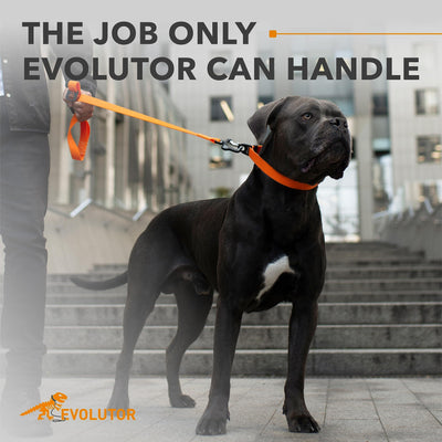 Large black dog on an orange leash with a blurred background