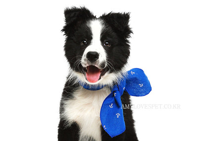 Black and white dog wearing a blue bow tie on a white background